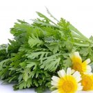 600 Count Vegetable Garland Chrysanthemum Greens Seeds Spinach Asian