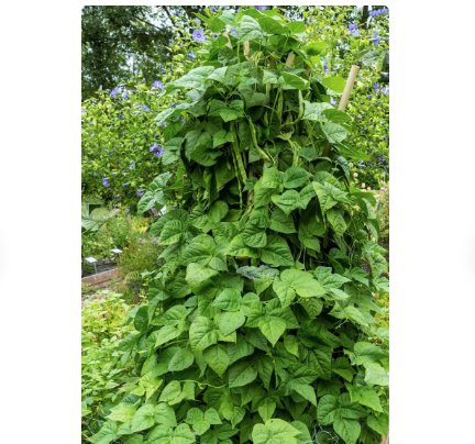 30 Count Vegetable Qing Bian Romano Bean Seeds Stringless Flat Beans