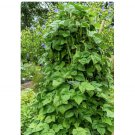 30 Count Vegetable Qing Bian Romano Bean Seeds Stringless Flat Beans