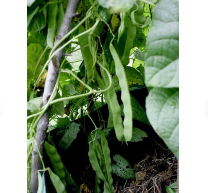 90 Count Vegetable Qing Bian Romano Bean Seeds Stringless Flat Beans