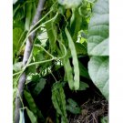 90 Count Vegetable Qing Bian Romano Bean Seeds Stringless Flat Beans