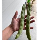 180 Count Vegetable Qing Bian Romano Bean Seeds Stringless Flat Beans