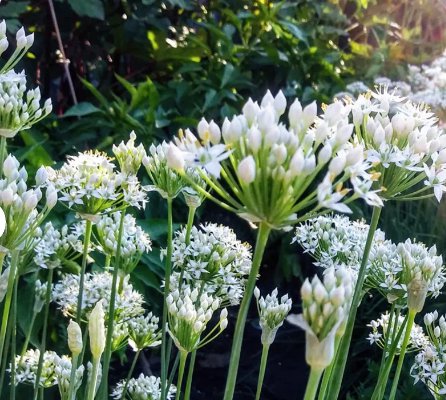 200 Count Vegetable Chinese Garlic Chives Seeds Green Onion Scallion