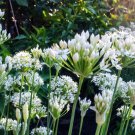200 Count Vegetable Chinese Garlic Chives Seeds Green Onion Scallion