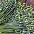 1200 Count Vegetable Chinese Garlic Chives Seeds Green Onion Scallion