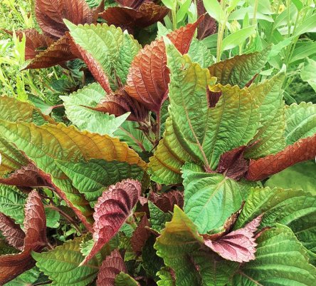 200 Count Vegetable Vietnamese Perilla Seeds (Shiso) Thai Basil Mint
