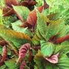 200 Count Vegetable Vietnamese Perilla Seeds (Shiso) Thai Basil Mint
