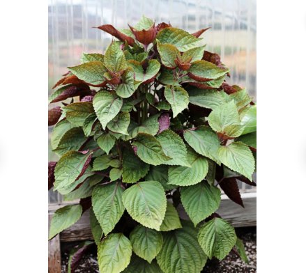 600 Count Vegetable Vietnamese Perilla Seeds (Shiso) Thai Basil Mint