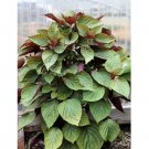 600 Count Vegetable Vietnamese Perilla Seeds (Shiso) Thai Basil Mint