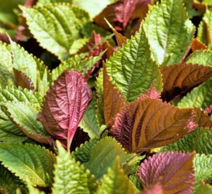 1200 Count Vegetable Vietnamese Perilla Seeds (Shiso) Thai Basil Mint