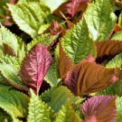 1200 Count Vegetable Vietnamese Perilla Seeds (Shiso) Thai Basil Mint