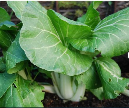 200 Count Vegetable Baby White Stem Bok Choy Seeds Canton Pak Choi