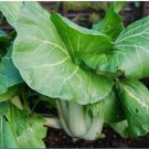 200 Count Vegetable Baby White Stem Bok Choy Seeds Canton Pak Choi