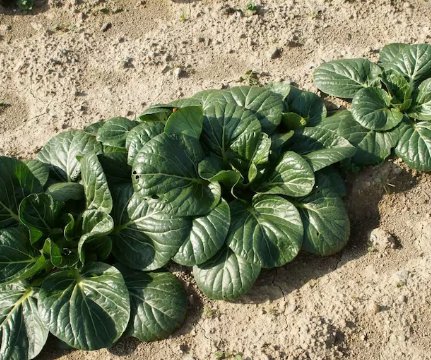 600 Count Vegetable Baby White Stem Bok Choy Seeds Canton Pak Choi