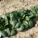 600 Count Vegetable Baby White Stem Bok Choy Seeds Canton Pak Choi