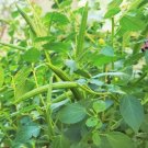 500 Count Vegetable Molokhia Seeds (Egyptian Spinach) Corchorus Olitorius
