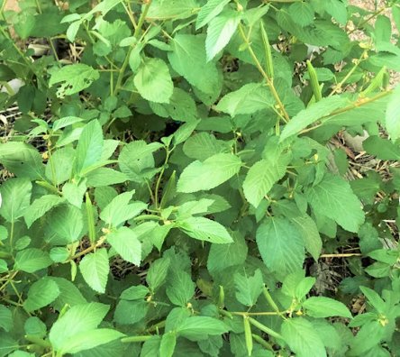 1500 Count Vegetable Molokhia Seeds (Egyptian Spinach) Corchorus Olitorius