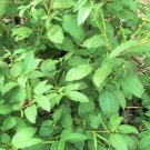 1500 Count Vegetable Molokhia Seeds (Egyptian Spinach) Corchorus Olitorius