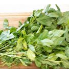 3000 Count Vegetable Molokhia Seeds (Egyptian Spinach) Corchorus Olitorius