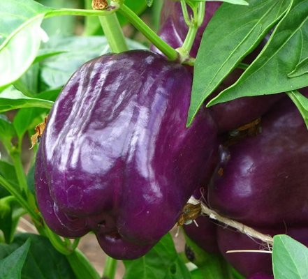 100 Count Vegetable Purple Beauty Sweet Bell Pepper Seeds Violet Belle