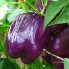 100 Count Vegetable Purple Beauty Sweet Bell Pepper Seeds Violet Belle