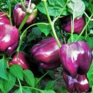 300 Count Vegetable Purple Beauty Sweet Bell Pepper Seeds Violet Belle