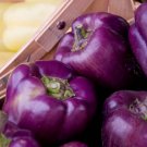 600 Count Vegetable Purple Beauty Sweet Bell Pepper Seeds Violet Belle