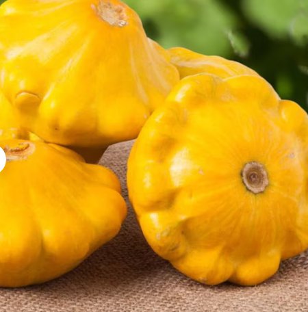 60 Count Vegetable Sunburst Yellow Patty Pan Seeds Squash Summer