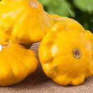 60 Count Vegetable Sunburst Yellow Patty Pan Seeds Squash Summer
