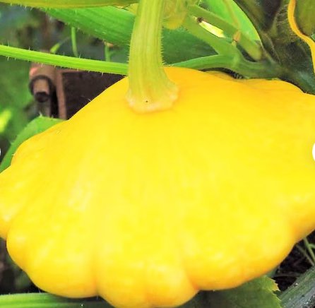 120 Count Vegetable Sunburst Yellow Patty Pan Seeds Squash Summer