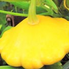 120 Count Vegetable Sunburst Yellow Patty Pan Seeds Squash Summer