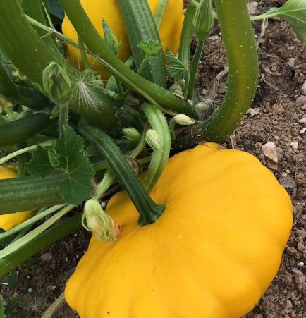 240 Count Vegetable Sunburst Yellow Patty Pan Seeds Squash Summer