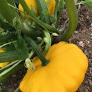 240 Count Vegetable Sunburst Yellow Patty Pan Seeds Squash Summer