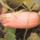 20 Count Vegetable Jumbo Pink Banana Squash Seeds Butternut Pumpkin Winter
