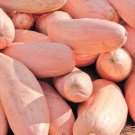 120 Count Vegetable Jumbo Pink Banana Squash Seeds Butternut Pumpkin Winter