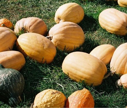20 Count Vegetable Dickinson Pumpkin Seeds Butternut Winter Squash