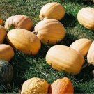 20 Count Vegetable Dickinson Pumpkin Seeds Butternut Winter Squash