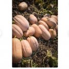 60 Count Vegetable Dickinson Pumpkin Seeds Butternut Winter Squash