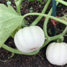 20 Count Vegetable Baby Boo Pumpkin Seeds Mini White Pumpkins