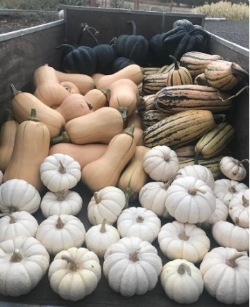 60 Count Vegetable Baby Boo Pumpkin Seeds Mini White Pumpkins