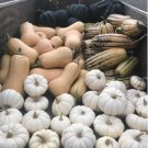 60 Count Vegetable Baby Boo Pumpkin Seeds Mini White Pumpkins