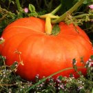 120 Count Vegetable Dickinson Pumpkin Seeds Butternut Winter Squash