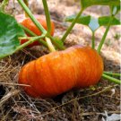 20 Count Vegetable Cinderella Pumpkin Seeds Red Pumpkins Squash
