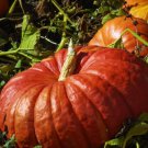 60 Count Vegetable Cinderella Pumpkin Seeds Red Pumpkins Squash