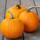 20 Count Vegetable Pumpkin Pie Sugar Pumpkin Seeds Winter Squash Fall Autumn