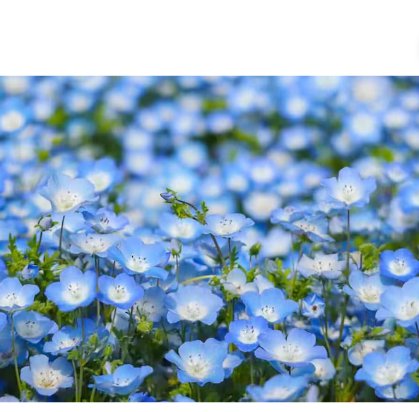 500 Count Flower Baby Blue Eyes Seeds Nemophila Menziesii Sky Blue Drought Tolerant