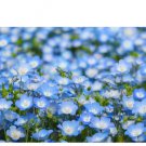 500 Count Flower Baby Blue Eyes Seeds Nemophila Menziesii Sky Blue Drought Tolerant