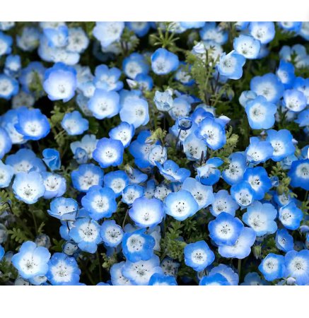 1500 Count Flower Baby Blue Eyes Seeds Nemophila Menziesii Sky Blue Drought Tolerant