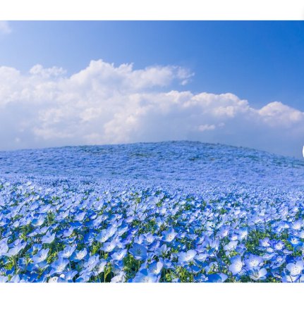 3000 Count Flower Baby Blue Eyes Seeds Nemophila Menziesii Sky Blue Drought Tolerant