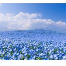 3000 Count Flower Baby Blue Eyes Seeds Nemophila Menziesii Sky Blue Drought Tolerant